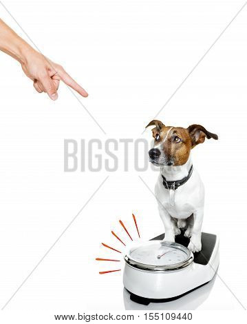 Dog On Scale , With Overweight