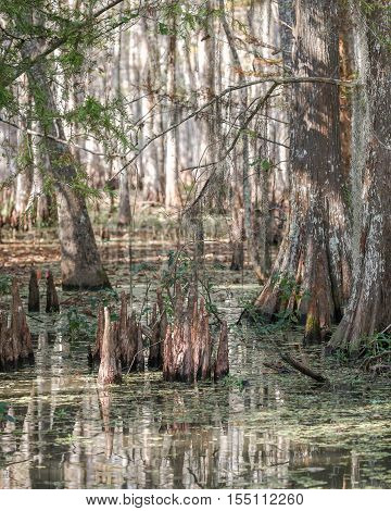 Cypress trees and cypress knees in the swamp