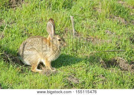 rabbit sitting and waiting