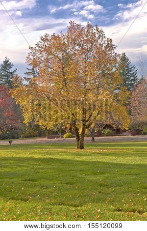 Last leaves on a tree Fall season in Portland OR.
