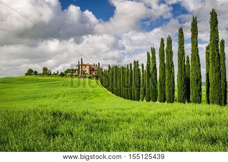 Agritourism in Tuscany with cypresses in summer, Italy