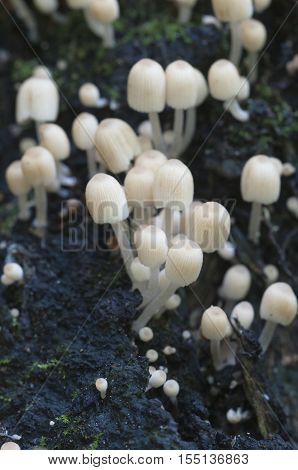 Mushrooms (Coprinus disseminatus) on a stump in a green moss