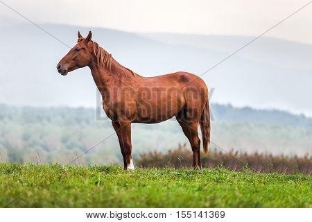 Horse in a meadow in an autumn day