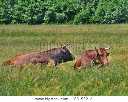 Field landscape with lying cows in grass