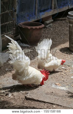 chicken colorful ( species hen serama in farm south of Thailand )