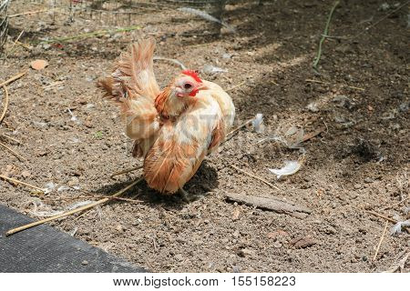 chicken colorful ( species hen serama in farm south of Thailand )