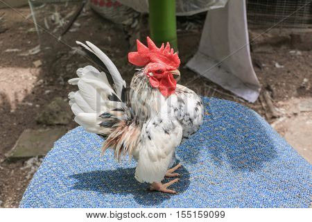 chicken colorful ( species hen serama in farm south of Thailand )