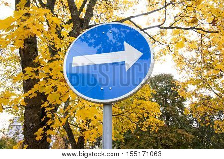Blue road sign with white arrow pointing right on yellow foliage background