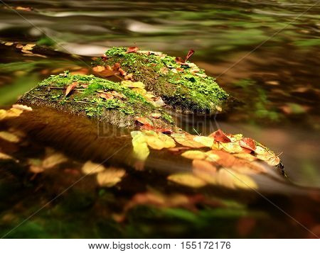 Fallen Colorful Leaves Caught On Boulder In Mountain Stream. Wavy Rapids