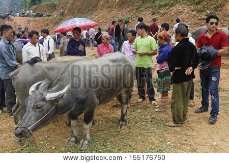 Coc Ly, Vietnam, October 25, 2016 : Farmers Sell Cattle Of The Tuesday Market Of Coc Ly, A Small Vil