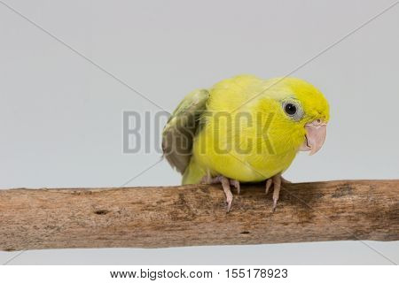 Pastel Green Forpus Bird