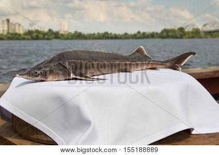Sturgeon roasted on a plate.fish in the Red Book