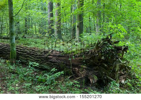 Broken tree trung lying storm after among deciduous trees, Bialowieza Forest, Poland, Europe
