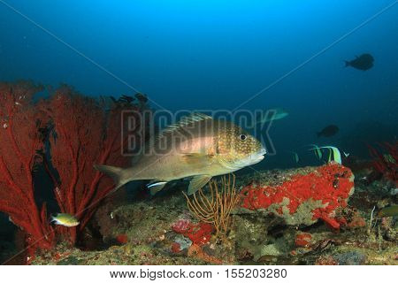 Sweetlips fish on coral reef underwater