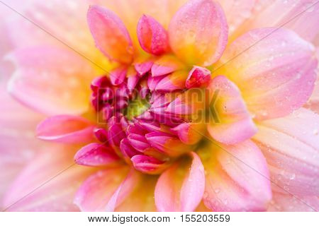 Macro of an red white dahlia - cultivar Harzfee