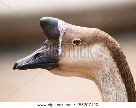 Anser cygnoides f. domestica - Chinese goose with typical basal knob
