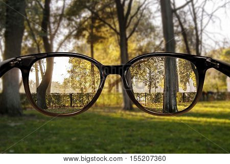 Clear Vision Forest