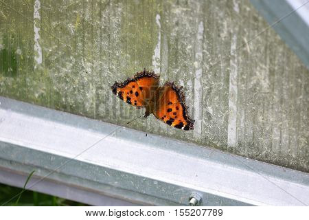 the butterfly of peacock eye sitting wings