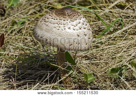 The parasol mushroom, Macrolepiota procera or Lepiota procera growing in the field of advance summer, Plana mountain, Bulgaria