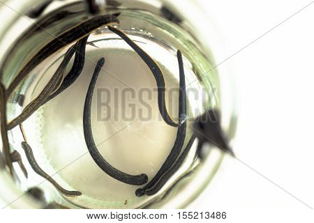 Hirudotherapy. Medical leeches in water before therapy
