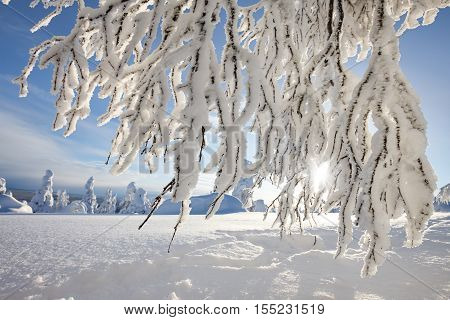 Winter sun bursting throw frozen tree branches. Lapland, Finland.