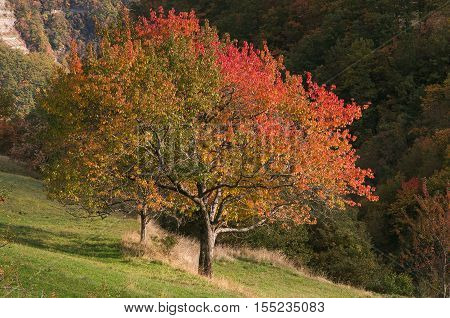 Photo of cherry tree with autumnal tints