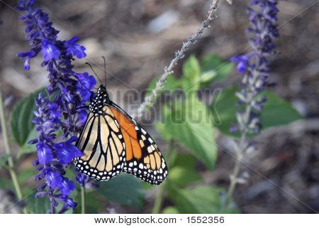 Monarch Butterfly 