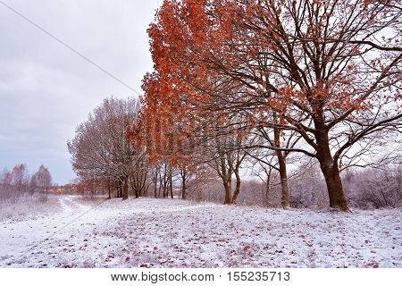 First Snow In The Autumn Park. Fall Colors On The Trees. Autumn Landscape