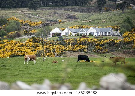 Cow herd farm on green gras in beautiful scotland