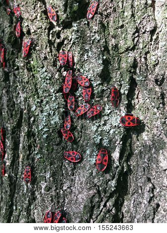 soldiers bugs crawling on tree bark on a sunny day in autumn