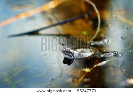 Common Green Frog In Water