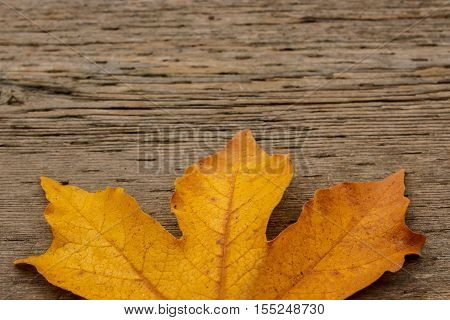 Golden Maple Leaf On Wooden Background