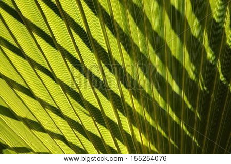 Leaf Of Fan Palm Tree With Shadows. Close Up.