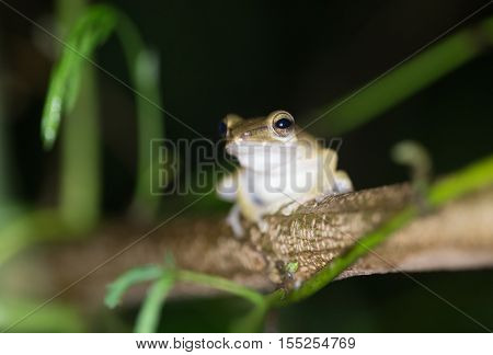 Tropical forest frog standing on a branch at night and in the rain, focus on the eye