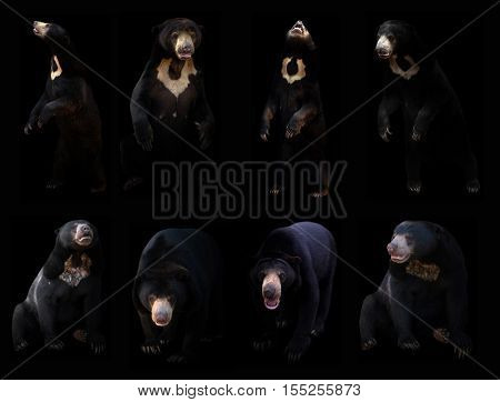 Sun Bear Hiding In The Dark