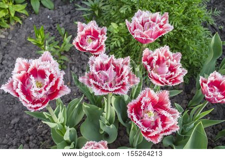 Fringed  Tulip Queensland