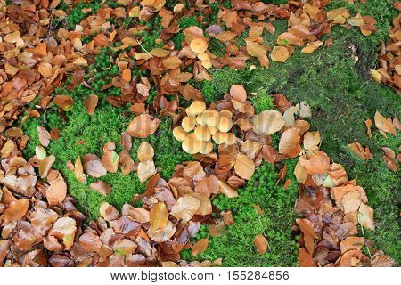 paddenstoelen op de grond tussen de bladeren