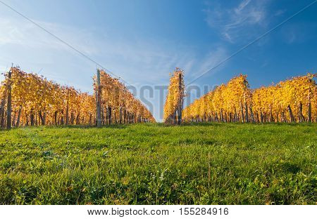 Yellow coloured grapevine leaves on a bright sunny autumn day