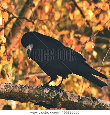 Beautiful picture of a bird - raven / crow in autumn nature. (Corvus frugilegus)
