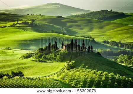 Farm of olive groves and vineyards in summer