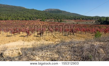 Wide view of vineyard with bobal grape