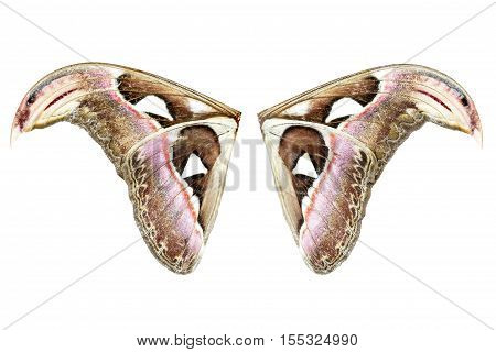 Wing Of Attacus Atlas Moth