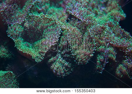 Ricordea (Ricordea yuma), also known as the flower mushroom coral. Wildlife animal. 