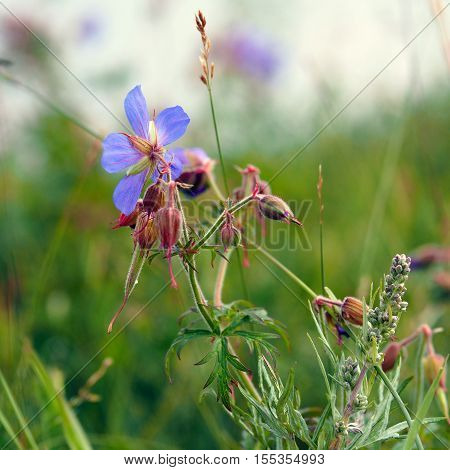 Geranium pratense is a flowering plant of the family Geraniaceae (Yakutia)