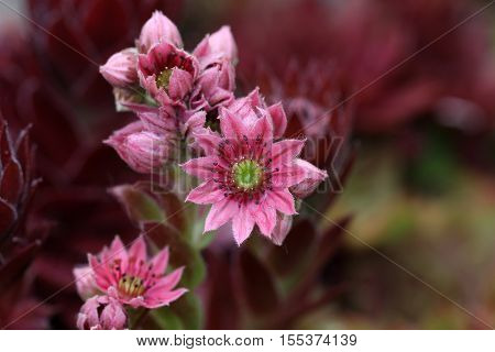 Sempervivum flower / Flowering sempervivum in macro shot