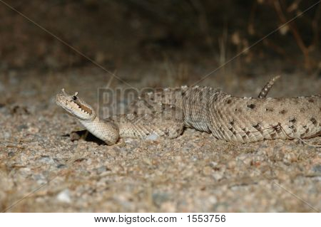 Serpiente de cascabel de Sidewinder