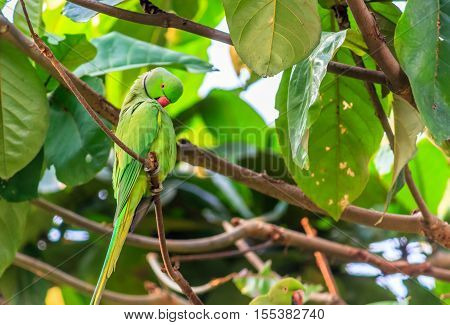 wonderful parrot sitting lovely in tree branch
