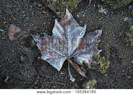 Fallen leaves forzen on the ground
