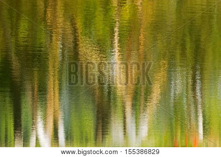 Beautiful reflection of trees on water green environmental background horizontal image artistic colored impression. Kolkata Calcuatta West Bengal India