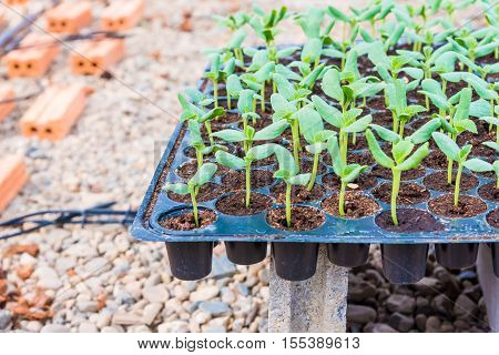 Melon Sprout In Black Plastick Tray